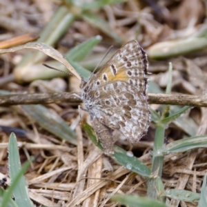 Lucia limbaria at Stromlo, ACT - 5 Mar 2023 10:04 AM