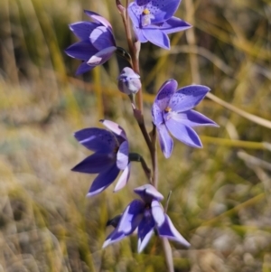 Thelymitra sp. at East Lynne, NSW - 13 Sep 2023