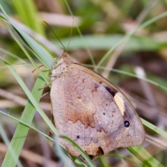 Heteronympha merope (Common Brown Butterfly) at Stony Creek - 4 Mar 2023 by KorinneM