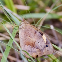 Heteronympha merope (Common Brown Butterfly) at Stromlo, ACT - 5 Mar 2023 by KorinneM