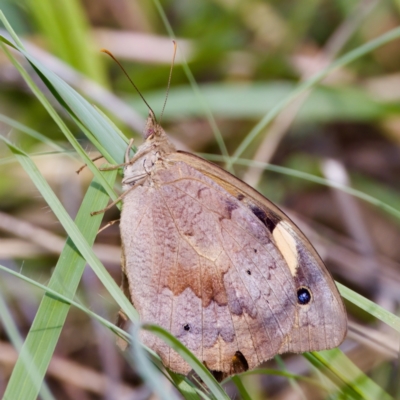 Heteronympha merope (Common Brown Butterfly) at Stromlo, ACT - 5 Mar 2023 by KorinneM