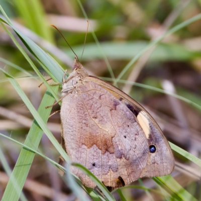 Heteronympha merope (Common Brown Butterfly) at Stromlo, ACT - 4 Mar 2023 by KorinneM