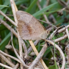 Heteronympha merope at Stromlo, ACT - 5 Mar 2023 09:39 AM