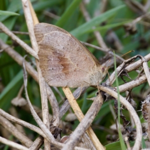 Heteronympha merope at Stromlo, ACT - 5 Mar 2023