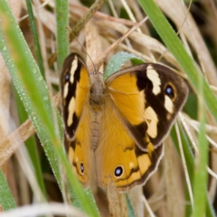 Heteronympha merope at Stromlo, ACT - 5 Mar 2023