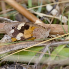 Heteronympha merope at Stromlo, ACT - 5 Mar 2023