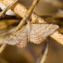 Scopula rubraria (Reddish Wave, Plantain Moth) at Stony Creek - 4 Mar 2023 by KorinneM