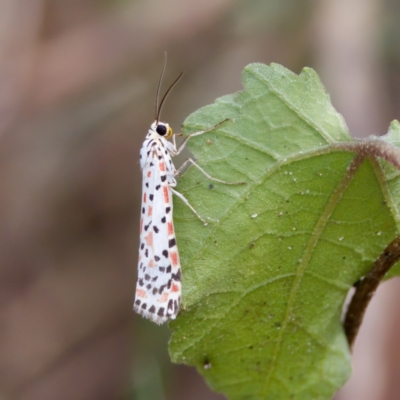 Utetheisa (genus) (A tiger moth) at Stony Creek - 4 Mar 2023 by KorinneM