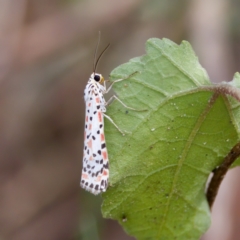 Utetheisa (genus) (A tiger moth) at Stromlo, ACT - 4 Mar 2023 by KorinneM