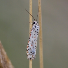 Utetheisa (genus) at Stromlo, ACT - 5 Mar 2023