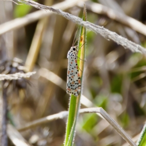 Utetheisa (genus) at Stromlo, ACT - 5 Mar 2023