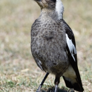 Gymnorhina tibicen at Wellington Point, QLD - suppressed