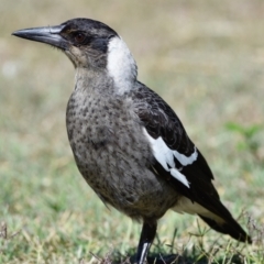 Gymnorhina tibicen at Wellington Point, QLD - suppressed