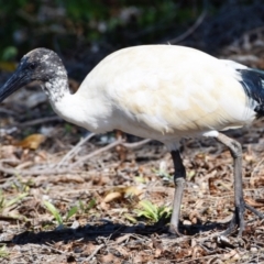 Threskiornis molucca (Australian White Ibis) at Wellington Point, QLD - 31 Aug 2023 by PJH123