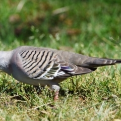 Ocyphaps lophotes (Crested Pigeon) at Wellington Point, QLD - 31 Aug 2023 by PJH123