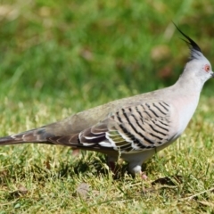 Ocyphaps lophotes at Wellington Point, QLD - 31 Aug 2023