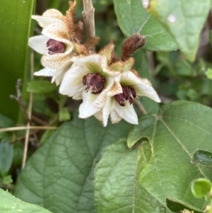 Lasiopetalum macrophyllum at Mallacoota, VIC - 13 Sep 2023