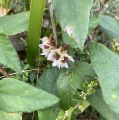 Lasiopetalum macrophyllum at Mallacoota, VIC - 13 Sep 2023