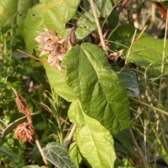 Lasiopetalum macrophyllum at Mallacoota, VIC - 13 Sep 2023
