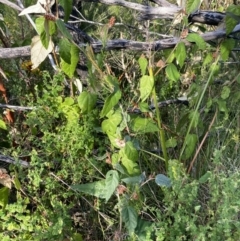 Lasiopetalum macrophyllum at Mallacoota, VIC - 13 Sep 2023