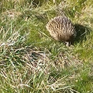 Tachyglossus aculeatus at Ainslie, ACT - 10 Sep 2023 03:04 PM