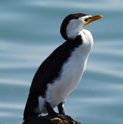 Microcarbo melanoleucos (Little Pied Cormorant) at Wellington Point, QLD - 31 Aug 2023 by PJH123