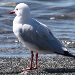 Chroicocephalus novaehollandiae at Wellington Point, QLD - 31 Aug 2023