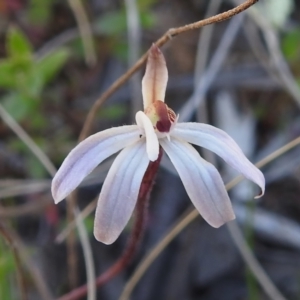 Caladenia fuscata at Gungahlin, ACT - 16 Sep 2023