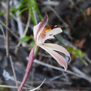 Caladenia fuscata at Gungahlin, ACT - 16 Sep 2023