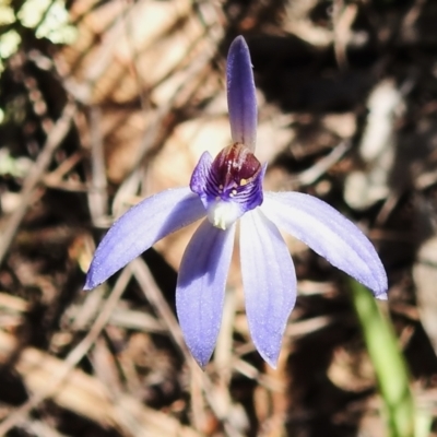 Cyanicula caerulea (Blue Fingers, Blue Fairies) at Gungahlin, ACT - 16 Sep 2023 by JohnBundock