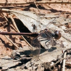 Diplacodes bipunctata (Wandering Percher) at Wodonga, VIC - 15 Sep 2023 by KylieWaldon