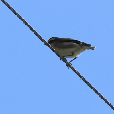 Pardalotus striatus (Striated Pardalote) at Wodonga - 15 Sep 2023 by KylieWaldon