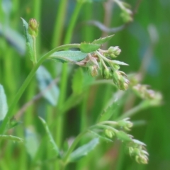 Gonocarpus tetragynus (Common Raspwort) at Wodonga - 16 Sep 2023 by KylieWaldon