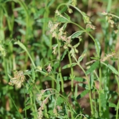 Gonocarpus tetragynus at Wodonga, VIC - 16 Sep 2023 10:30 AM