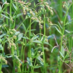 Gonocarpus tetragynus at Wodonga, VIC - 16 Sep 2023 10:30 AM