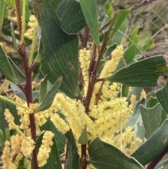 Acacia longifolia subsp. sophorae (Coast Wattle) at Mallacoota, VIC - 11 Sep 2023 by AnneG1