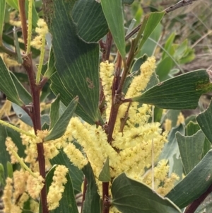 Acacia longifolia subsp. sophorae at Mallacoota, VIC - 11 Sep 2023