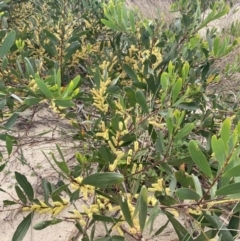 Acacia longifolia subsp. sophorae at Mallacoota, VIC - 11 Sep 2023 11:19 AM