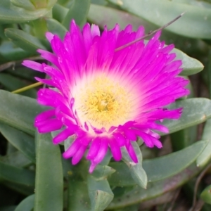 Carpobrotus rossii at Mallacoota, VIC - 11 Sep 2023 11:21 AM