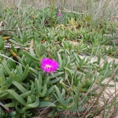 Carpobrotus rossii at Mallacoota, VIC - 11 Sep 2023