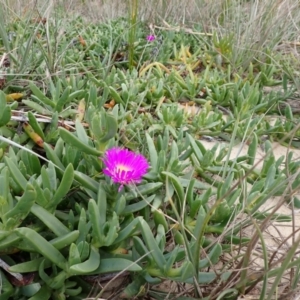 Carpobrotus rossii at Mallacoota, VIC - 11 Sep 2023 11:21 AM