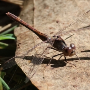 Diplacodes bipunctata at Wodonga, VIC - 16 Sep 2023 10:18 AM