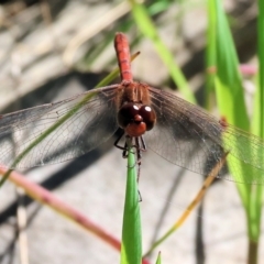 Diplacodes bipunctata at Wodonga, VIC - 16 Sep 2023