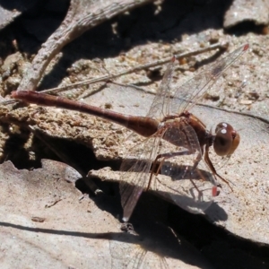 Diplacodes bipunctata at Wodonga, VIC - 16 Sep 2023