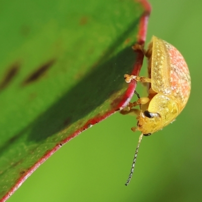 Paropsisterna fastidiosa (Eucalyptus leaf beetle) at Wodonga, VIC - 16 Sep 2023 by KylieWaldon