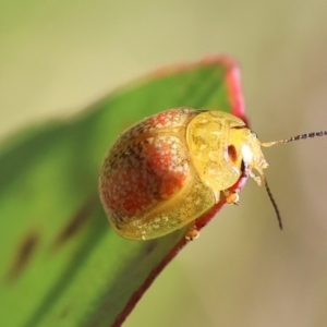 Paropsisterna fastidiosa at Wodonga, VIC - 16 Sep 2023