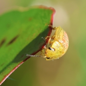 Paropsisterna fastidiosa at Wodonga, VIC - 16 Sep 2023