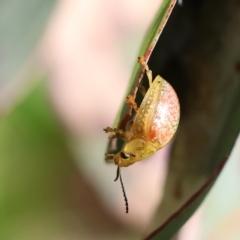 Paropsisterna fastidiosa at Wodonga, VIC - 16 Sep 2023