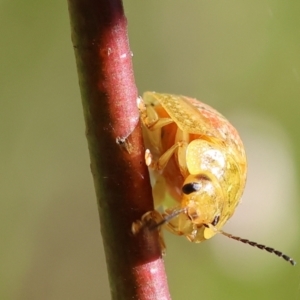 Paropsisterna fastidiosa at Wodonga, VIC - 16 Sep 2023