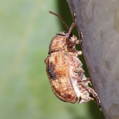 Cadmus (Cadmus) gigas (Leaf beetle) at Wodonga, VIC - 16 Sep 2023 by KylieWaldon